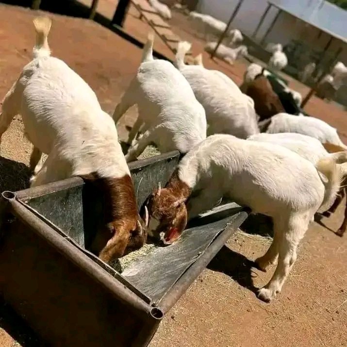 Goats for sale
