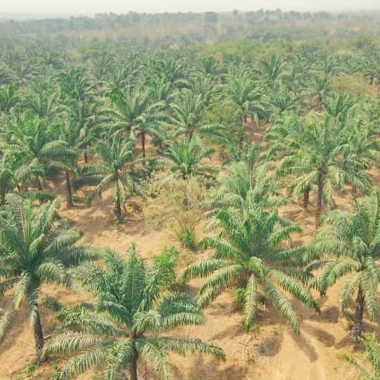 Palmrich Estate phase5 (Buy&amp;Earn land)