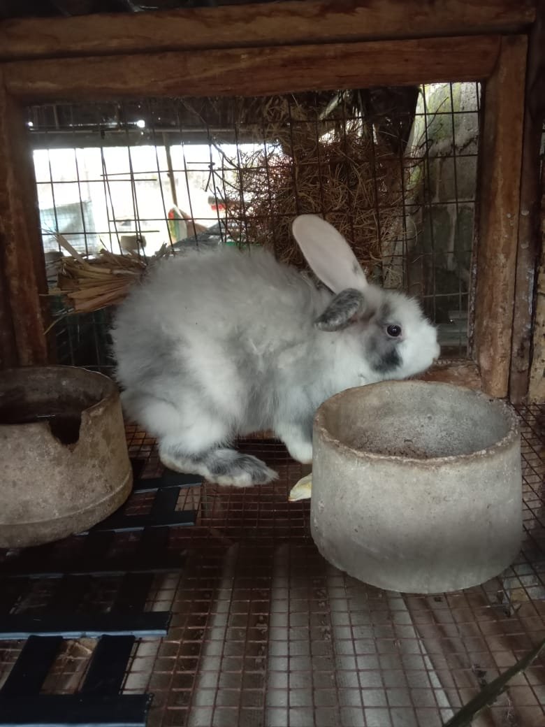 Quality matured rabbits