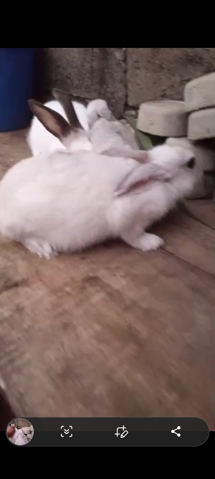 Quality matured rabbits